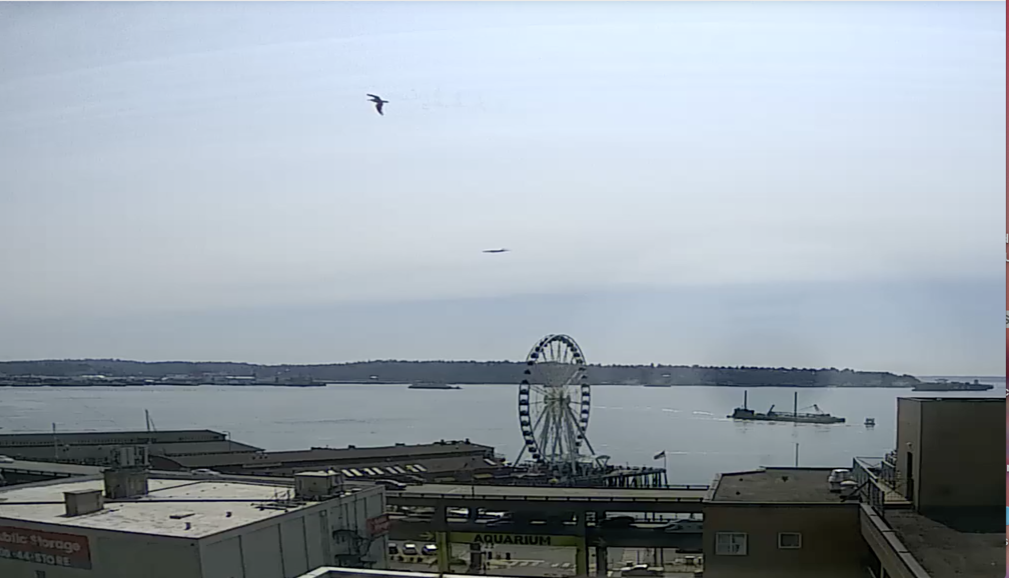 Seattle Waterfront Webcam Birds x 2 07 31 2018